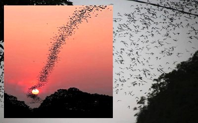 Battambang tour - SUNSET AND SEE THE MILLION BATS