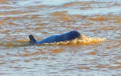 Kratie trip - Mekong river dolphin fish
