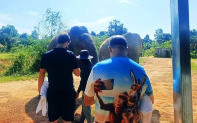 CAMBODIA ELEPHANT SANTUARY AND BANTEAY SREI TEMPLE– 1-DAY SIEM REAP PRIVATE TOUR OPTIONS