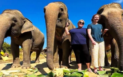 CAMBODIA ELEPHANT SANTUARY AND BANTEAY SREI TEMPLE– 1-DAY SIEM REAP PRIVATE TOUR OPTIONS
